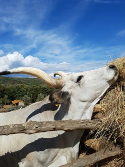 Büffel Mozzarella 